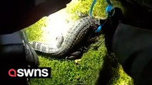 Police capture runaway alligator after two weeks on the run