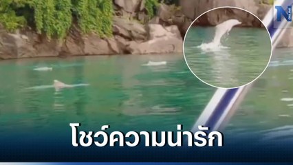 จนท.อช.ตะรุเตา ออกตรวจทางทะเล พบฝูงโลมาปากขวด โดดเล่นน้ำ โชว์ความน่ารัก (คลิป)