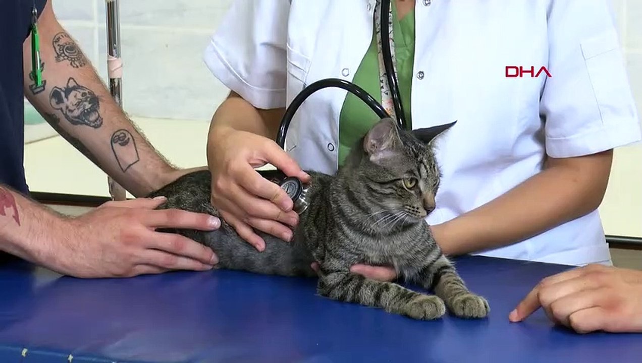 BUÜ Veteriner Fakültesi Hayvan Hastanesi'nde Sokak Kedisi Ameliyat Edildi