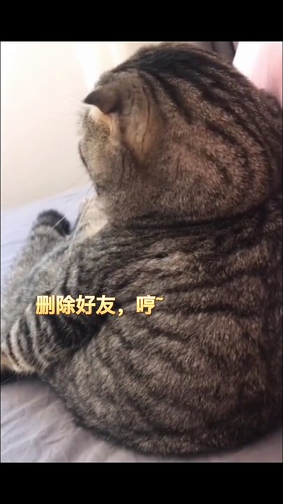 funny cat