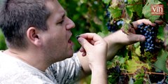 Vins rouges d'Alsace : Précipitez-vous sur les pinots noirs de millésime 2020