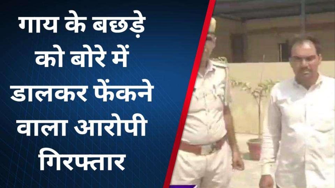 हनुमानगढ़: गाय के बछड़े को बोरे में डालकर फेंकने वाला आरोपी यूं चढ़ा हत्थे, देखें ये खबर