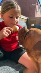 Kindhearted girl helps doggo combat summer heat by treating it to ice cream