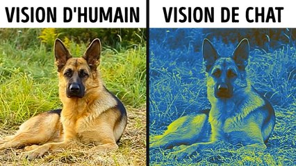 70 Faits Sur Les Animaux Rares Qui Vous Feront Dire Huh-2