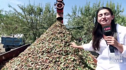 Adıyaman'da badem için hasat vakti