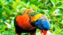 World of Birds | Ultra HD 4K | Beautiful Birds Collection | Viral Video