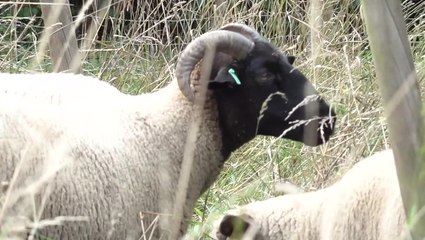 Watch as sheep return to graze on Hampstead Heath in week-long trial