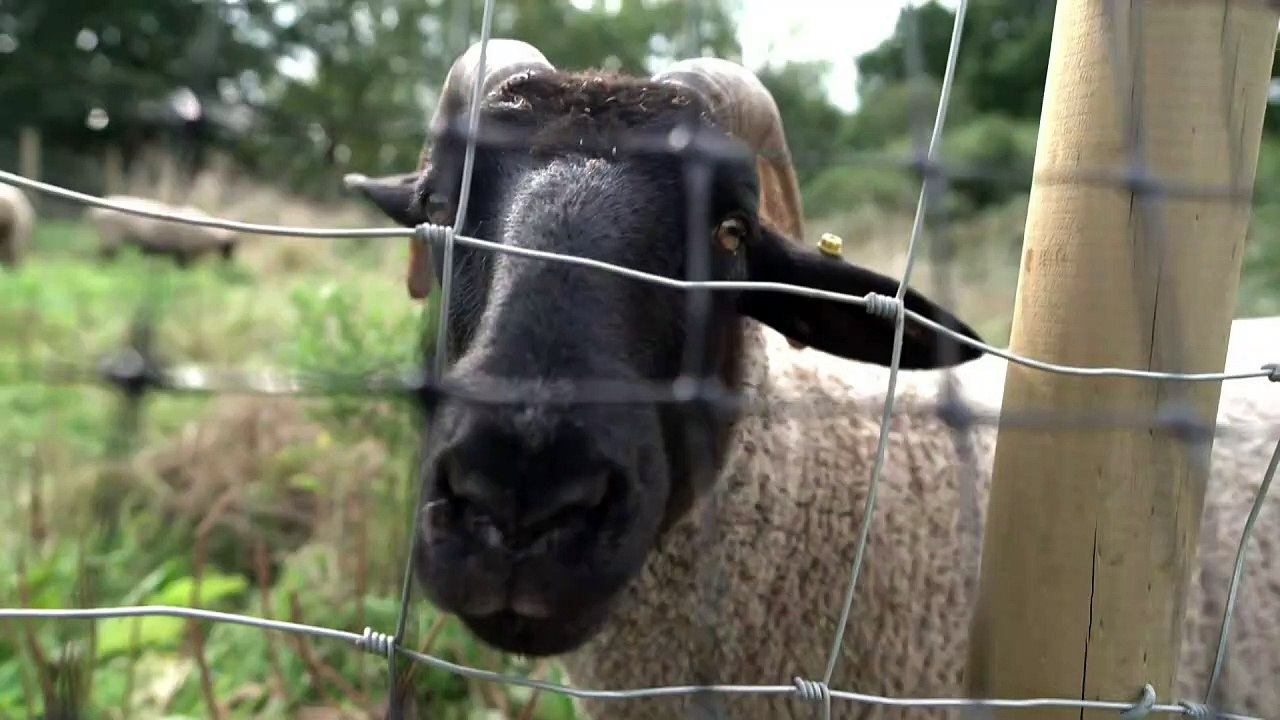 Sheep return to Hampstead Heath in conservation experiment