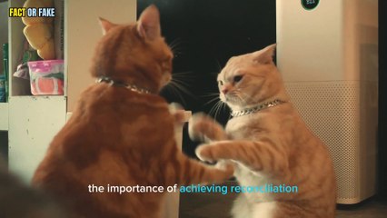 Research has shown that domestic cats never forgive