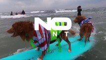مسابقه سگ‌های موج‌سوار برای جمع‌آوری کمک‌های مالی برای حیوانات خانگی بدون سرپرست