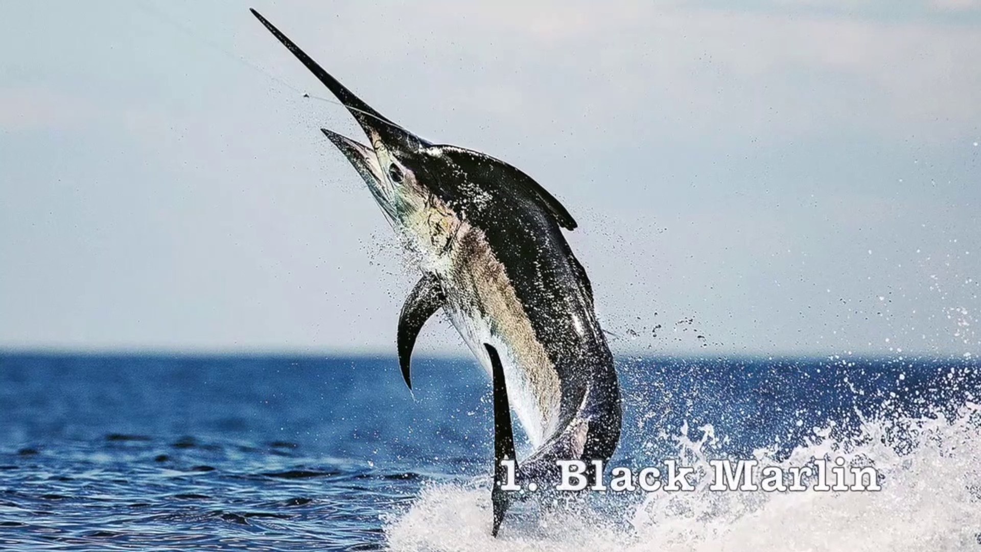 Fastest Fish In The World 720x960