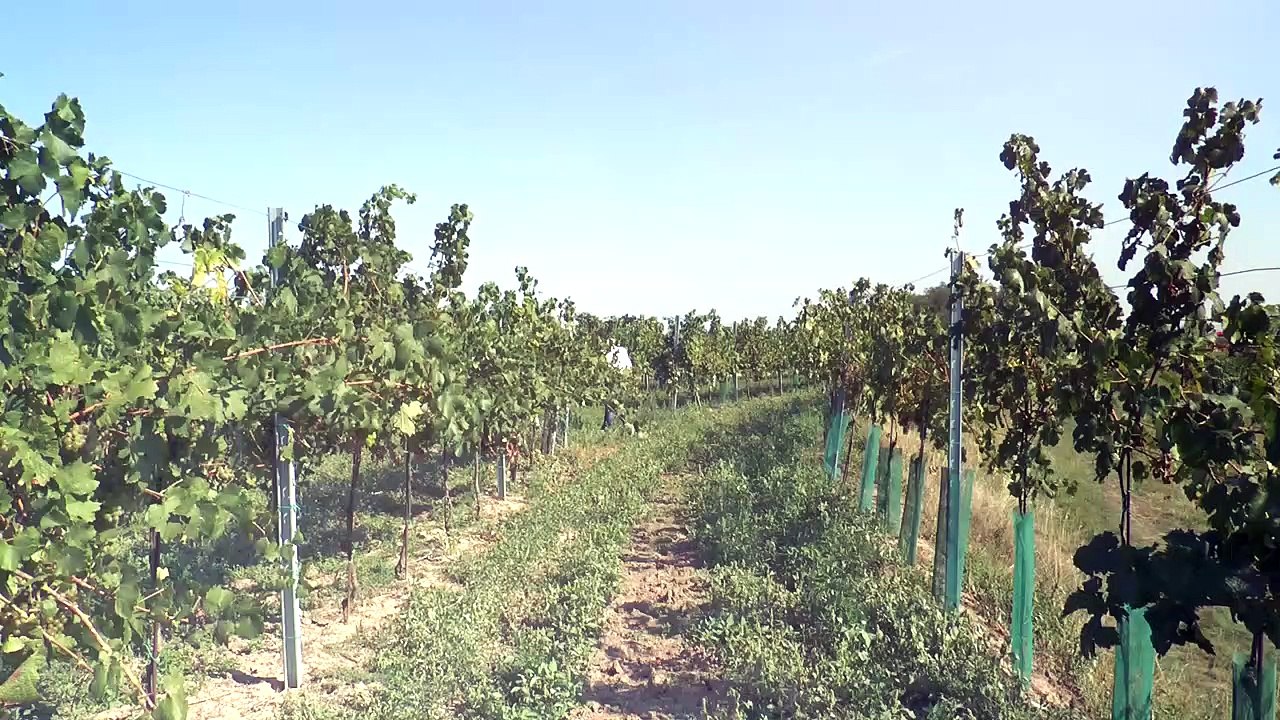 Erfolgsmenschen diesmal im Gespräch mit Katharina Baumgartner CEO des größten Weingutes Österreichs (Impressive unser Wirtschafts- und Gesellschaftsformat) demnächst auf TV21.at