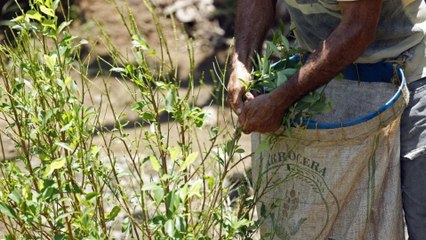 Producción potencial de cocaína en Colombia creció un 24%: pasó de 1.400 a 1.738 toneladas, según la ONU