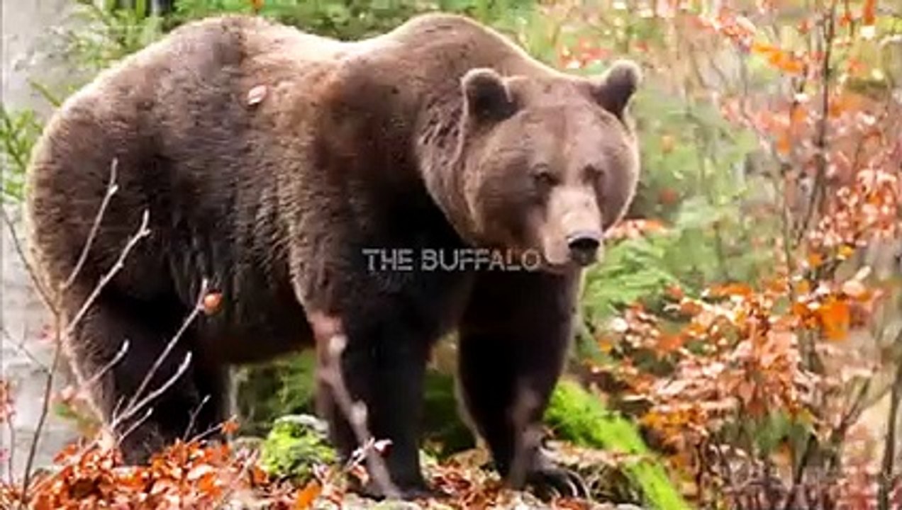 10 CRAZIEST ANIMAL FIGHTS CAUGHT ON CAMERA