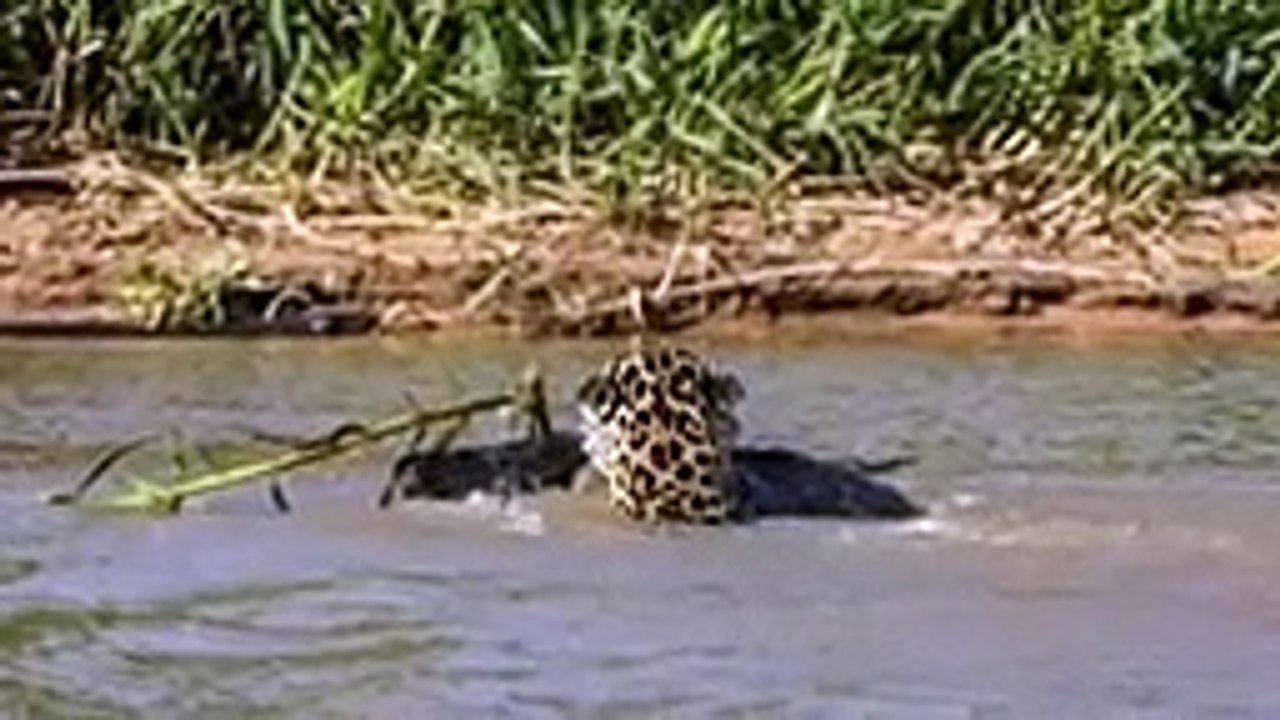 10 CRAZIEST ANIMAL FIGHTS CAUGHT ON CAMERA (4)