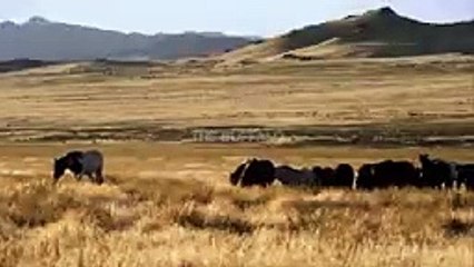 10 Most Merciless Animal Fights Caught on Camera