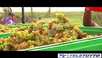Video News - LUGANA, VENDEMMIA RESILIENTE