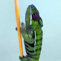 how chameleon climbing on pencil with changing colors