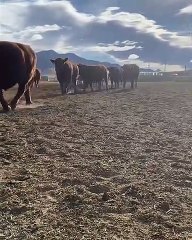 5L Red Angus, Montana, US | September 12, 2023 | Farmonline