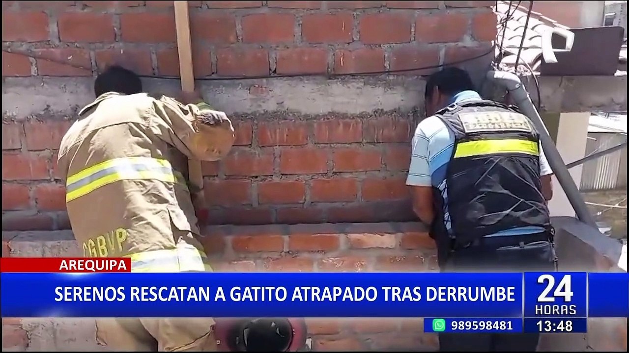 Gatito es rescatado tras derrumbe en Arequipa: estuvo atrapado por 20 horas