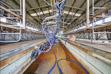 River Dream Farm, Curdievale, Vic | September 12, 2023 | Farmonline