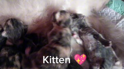 Momen Lucu Bayi Kucing Rebutan Nyusu