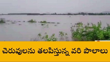పల్నాడు: కుండపోత వర్షం... చెరువులను తలపిస్తున్న పొలాలు