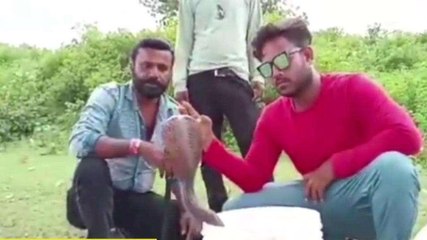 अनूपपुर: घर में घुसा जहरीला सर्प, परिजनों में मचा हड़कंप
