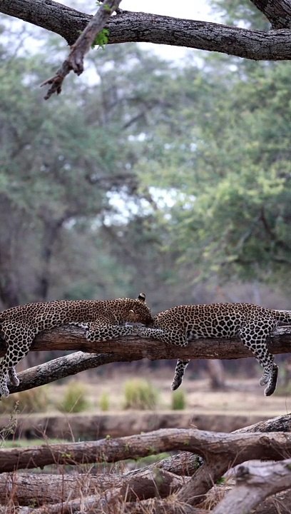 Two Leopards Getting Passionate