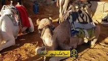 Find out why camels eat snakes   اُونٹ کے مطالق فرمانِ نبوی ﷺ ضرور سن لیں   Islamic Teacher