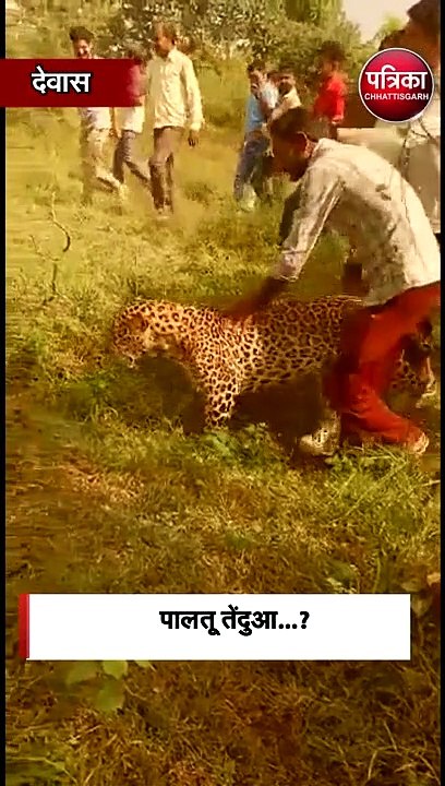 वीडियो में तेंदुए को देख लोग समझे पालतू