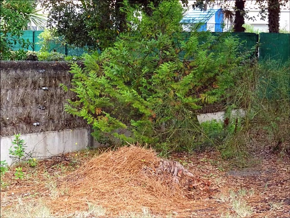 Jardins - Musique : Reel à Raymond (traditionnel québécois) - Eric : guitares, mandolines.