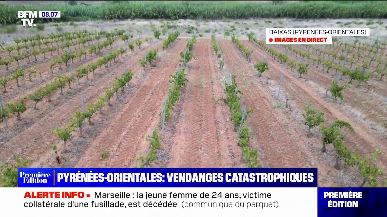 À cause de la sécheresse, les vignes en danger...
