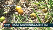 Ratusan Hektar Tanaman Jeruk Rusak Akibat Kekurangan Air, Petani di Jember Putus Asa