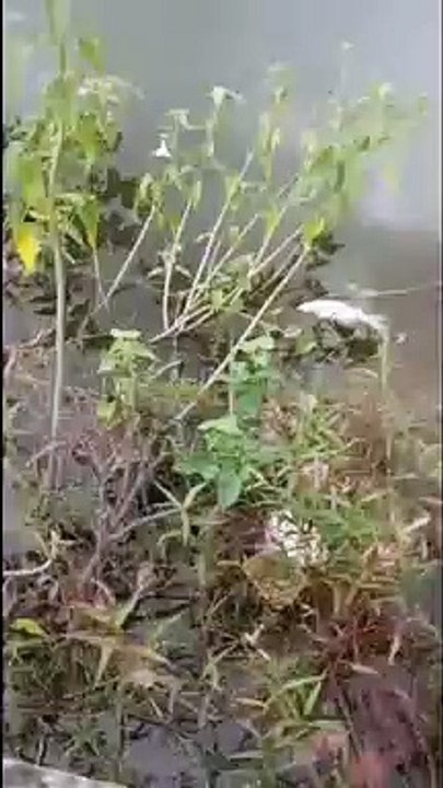 सिलीसेढ़ झील में मर रही मछलियां, देखे वीडियो