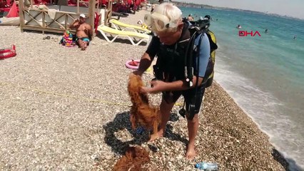 EDREMİT KÖRFEZİ'NDEN 4 BİN METREKARE 'HAYALET AĞ' TOPLANDI; AĞA TAKILAN BALIĞI KURTARDI