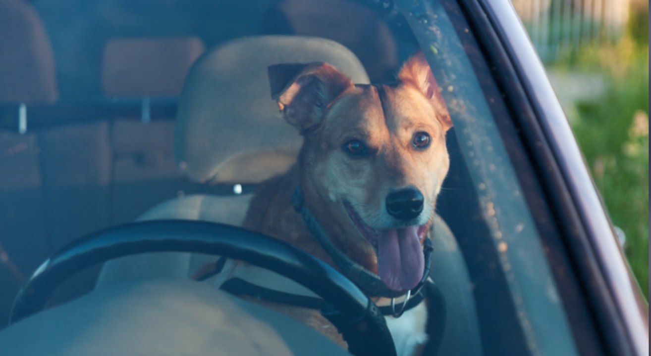 Hund bei über 30 Grad aus Auto gerettet