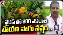 Soya Bean Cultivated Farmers Facing Problems With Yellow Mosaic Virus | Jagityala District | V6 News