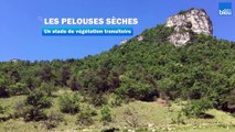 Les pelouses sèches en Drôme-Ardèche