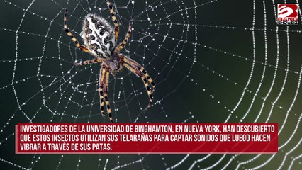 Las arañas utilizan las telarañas como audífonos gigantes