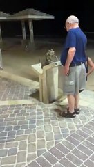 Ce chat a une grosse soif