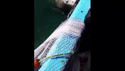 Ce requin ne veut pas lacher le filet de pêche
