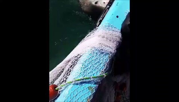 Ce requin ne veut pas lacher le filet de pêche