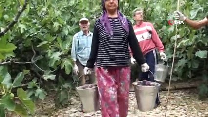 Antalya'da 800 rakımlı köyde incir hasadı başladı