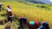 Agricultural in Nepal cutting Rice plants