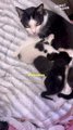 Adorable Newborn Kittens Meet Their Loving Mother! || Heartsome 