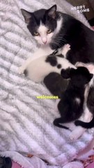 Adorable Newborn Kittens Meet Their Loving Mother! || Heartsome 