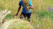 Agriculture Nepal cutting Rice plants