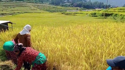 Agriculture in Nepal cutting Rice plants