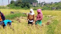 Agriculture in Nepal cutting Rice plants